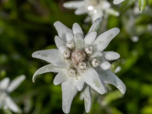 Alpine Star Flower Macro Detail Close — Stock Photo, Image