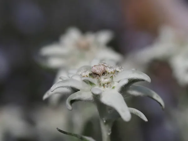 Alpine star flower macro detail close up
