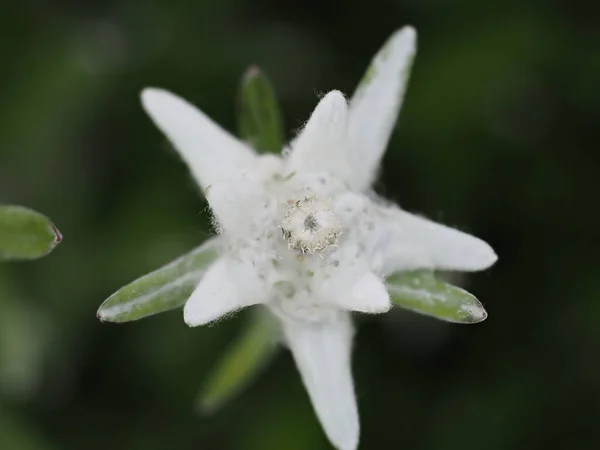 Alpine Star Flower Macro Detail Close — Stock Photo, Image