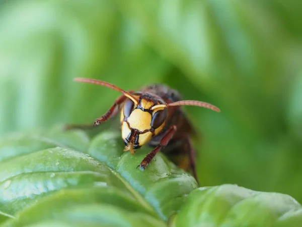 Red Hornet Wasp Green Leaf Macro — Stock Photo, Image