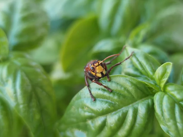 Röd Geting Geting Grönt Löv Makro — Stockfoto