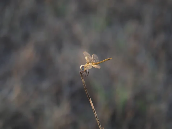 Eyes Yellow Dragonfly Green Branch Background — Stock Photo, Image