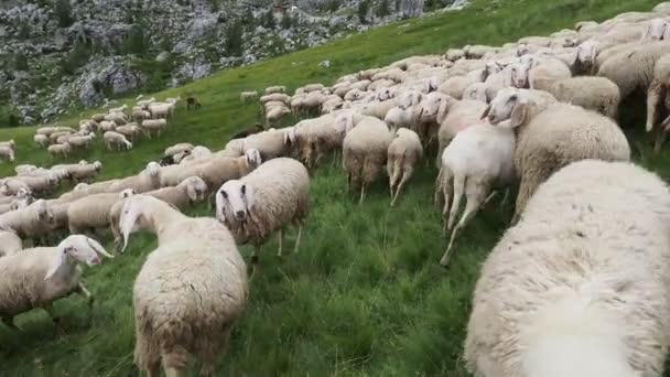 Πρόβατα Σμήνος Dolomites Βουνό Κατά Θερινή Περίοδο — Αρχείο Βίντεο