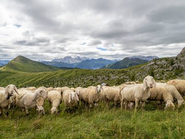 Yaz mevsiminde koyunlar dolomit dağına akın eder.