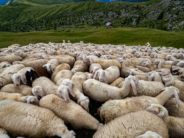 Πρόβατα Σμήνος Dolomites Βουνό Κατά Θερινή Περίοδο — Φωτογραφία Αρχείου