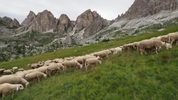 Πρόβατα Σμήνος Dolomites Βουνό Κατά Θερινή Περίοδο — Αρχείο Βίντεο