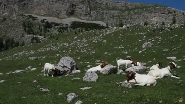 Cabra Dolomitas Montaña Mirándote — Vídeo de stock