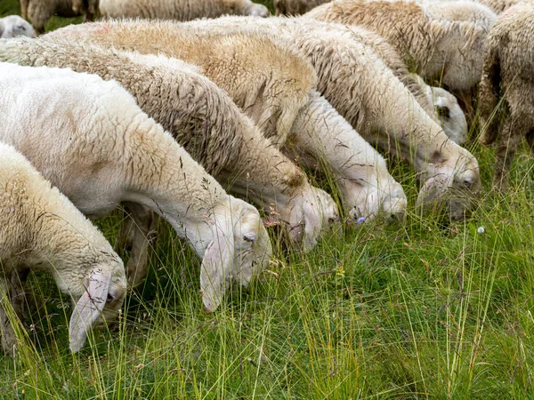 Πρόβατα Σμήνος Dolomites Βουνό Κατά Θερινή Περίοδο — Φωτογραφία Αρχείου