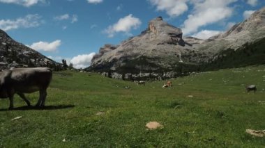 Yaz mevsiminde koyunlar dolomit dağına akın eder.