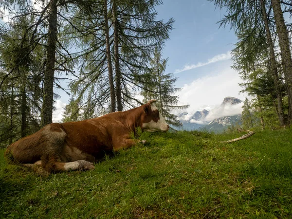 Cow Dolomites Mountain Background Looking You — Stock Photo, Image