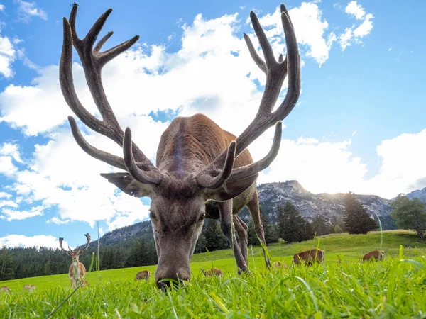 Maschio Rosso Deer Ritratto Guardando Vicino Ritratto — Foto Stock