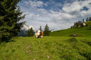Dolomite Dağları 'ndaki inek sana bakıyor.