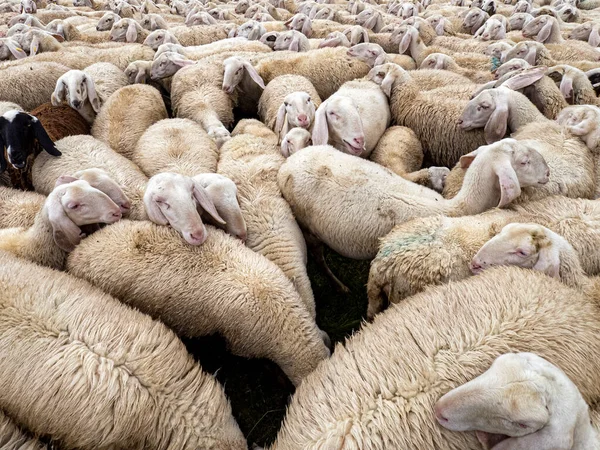 Får Flock Dolomiter Berg Sommarsäsongen — Stockfoto