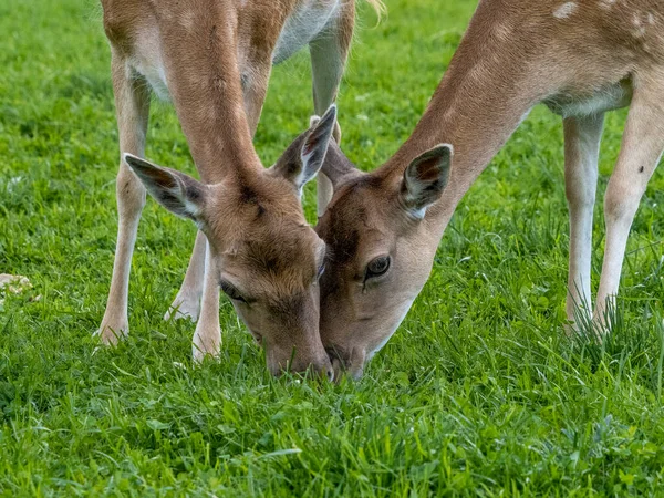 Jachère Cerf Manger Herbe Dans Les Dolomites Sur Fond Herbe — Photo