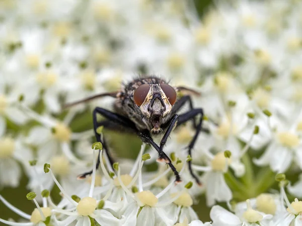 Fliege Isoliert Auf Weißen Blütenstempeln Makro Aus Nächster Nähe — Stockfoto