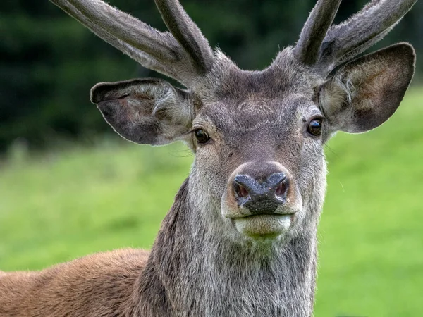 Maschio Rosso Deer Ritratto Guardando Vicino Ritratto — Foto Stock