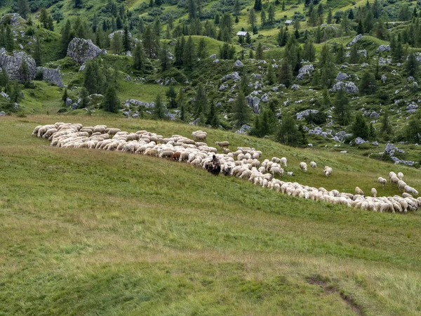 Får Flock Dolomiter Berg Sommarsäsongen — Stockfoto