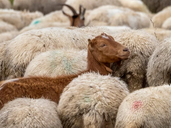 夏にドロマイト山で羊が群がる — ストック写真