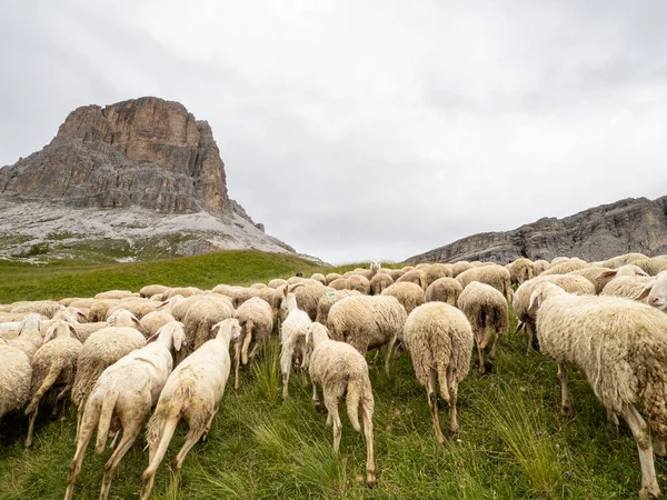 Stado Owiec Górach Dolomitów Sezonie Letnim — Zdjęcie stockowe