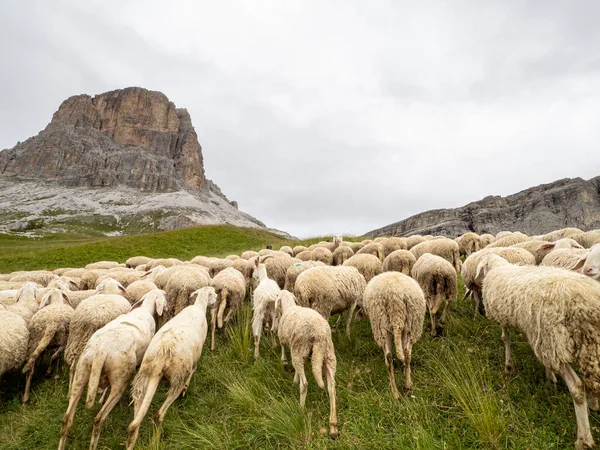 Πρόβατα Σμήνος Dolomites Βουνό Κατά Θερινή Περίοδο — Φωτογραφία Αρχείου