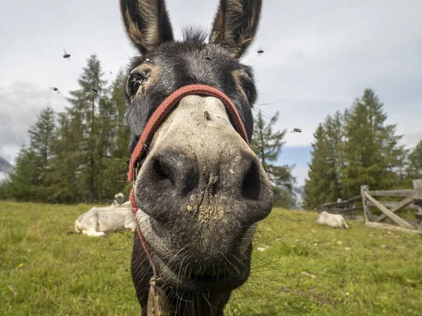 Donkey Nose Infested Lot Fly — Stock Photo, Image