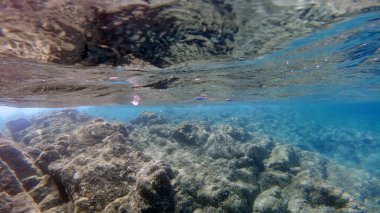 Sardunya kristal suyu sualtı manzarası panorama dalış dalışı şnorkelle yüzme