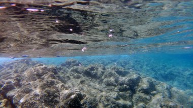 Sardunya kristal suyu sualtı manzarası panorama dalış dalışı şnorkelle yüzme