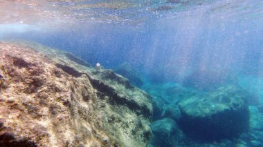 Sardunya kristal suyu sualtı manzarası panorama dalış dalışı şnorkelle yüzme