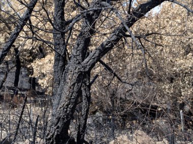 Sardunya ateş ağaçlarının detaylarını yaktı