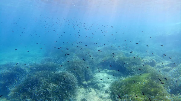 Sardaigne Cristal Eau Vue Sous Marine Panorama Plongée Plongée Avec — Photo