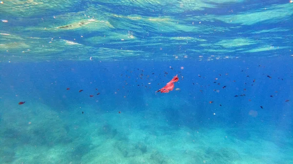 サルデーニャクリスタルウォーター水中ビューパノラマスキューバダイビングシュノーケリング — ストック写真