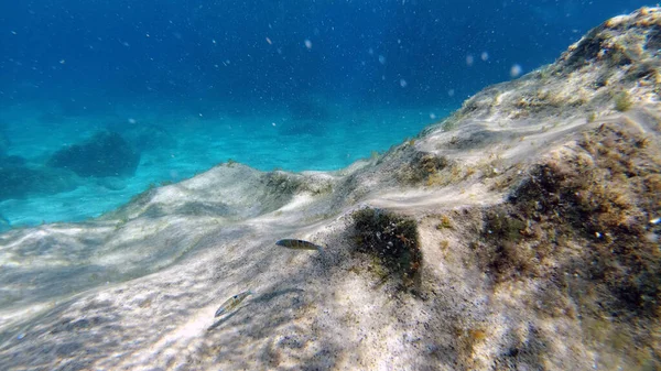Кришталева Вода Сардинії Під Водою Вид Підводне Плавання Панорама Скуба — стокове фото