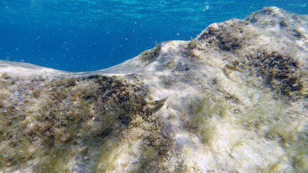 Sardinien Kristallklares Wasser Unterwasserblick Panorama Tauchen Schnorcheln — Stockfoto