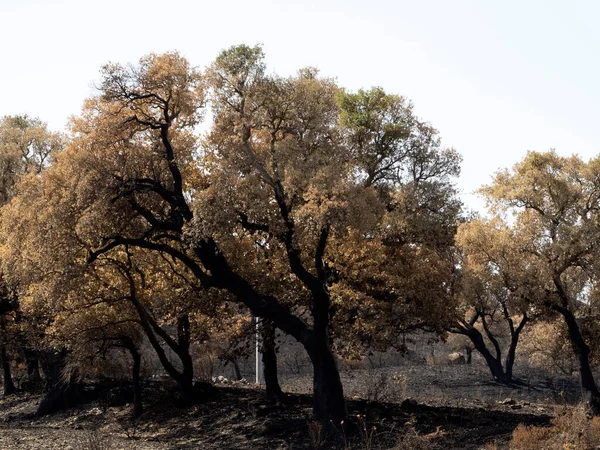 Sardinie Spálil Požární Stromy Detail — Stock fotografie