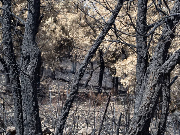 Sardenha Queimado Fogo Árvores Detalhe — Fotografia de Stock