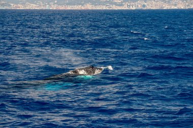Akdeniz 'de kambur balina anne ve yavrusu Ceneviz yakınlarında nadir bulunur, İtalya Ağustos 2020