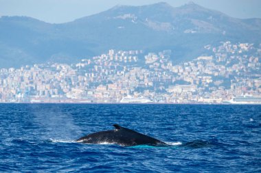 Akdeniz 'de kambur balina anne ve yavrusu Ceneviz yakınlarında nadir bulunur, İtalya Ağustos 2020
