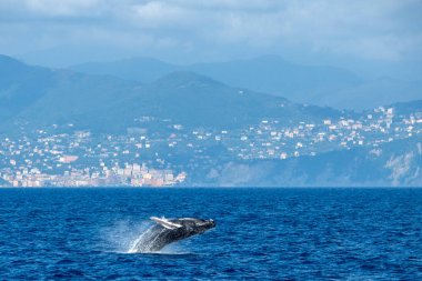 Akdeniz 'de kambur balina gedik açarken İtalya' nın Ceneviz kenti yakınlarında çok nadir görülür.