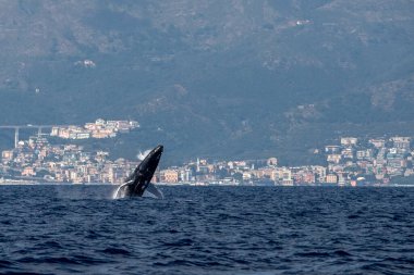Akdeniz 'de kambur balina gedik açarken İtalya' nın Ceneviz kenti yakınlarında çok nadir görülür.