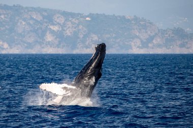 Akdeniz 'de kambur balina gedik açarken İtalya' nın Ceneviz kenti yakınlarında çok nadir görülür.