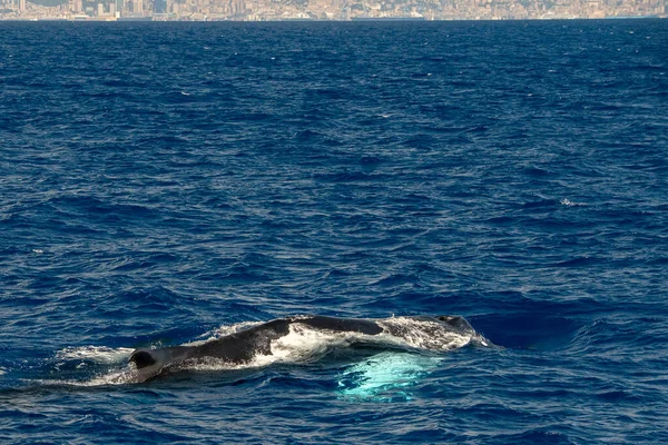 Humpback Whale Mother Calf Mediterranean Sea Ultra Rare Genoa Italy — Stock Photo, Image