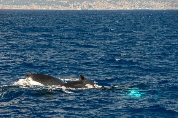 Humpback Whale Mother Calf Mediterranean Sea Ultra Rare Genoa Italy — Stock Photo, Image