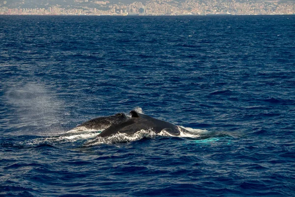 地中海のザトウクジラの母親と子牛は イタリアのジェノアの近くで非常にまれです 8月2020 — ストック写真