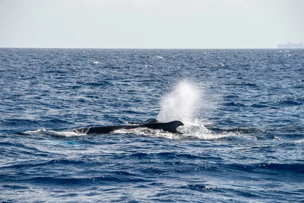 地中海のザトウクジラの母親と子牛は イタリアのジェノアの近くで非常にまれです 8月2020 — ストック写真