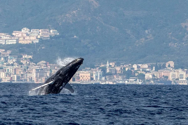 Humpback Whale While Breaching Mediterranean Sea Ultra Rare Genoa Italy — Stock Photo, Image