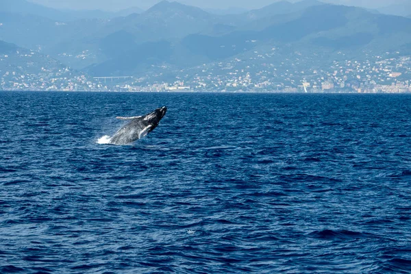 Humpback Velryba Při Průniku Středozemním Moři Ultra Vzácné Poblíž Janova — Stock fotografie