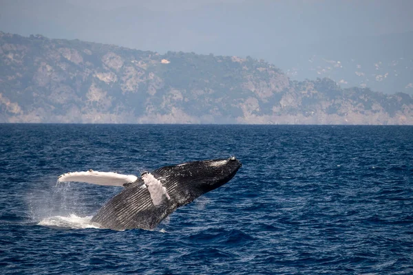 Bultrug Walvis Tijdens Doorbraak Middellandse Zee Ultrazeldzaam Nabij Genua Italië — Stockfoto