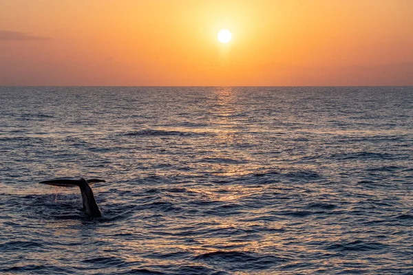 Pottwal Taucht Schwanz Bei Sonnenuntergang Aus Nächster Nähe — Stockfoto