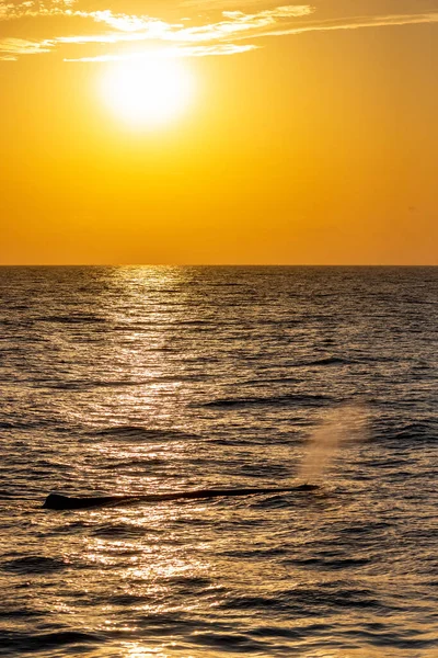 Abborre Valdykning Vid Solnedgången Medelhavet — Stockfoto