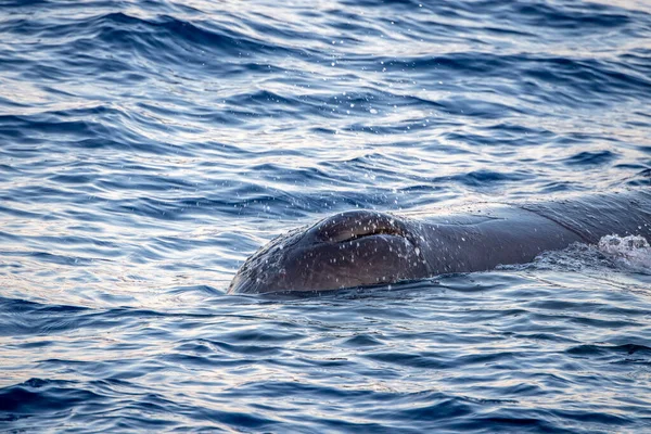 Sperm Whale Mergulho Pôr Sol Mar Mediterrâneo — Fotografia de Stock